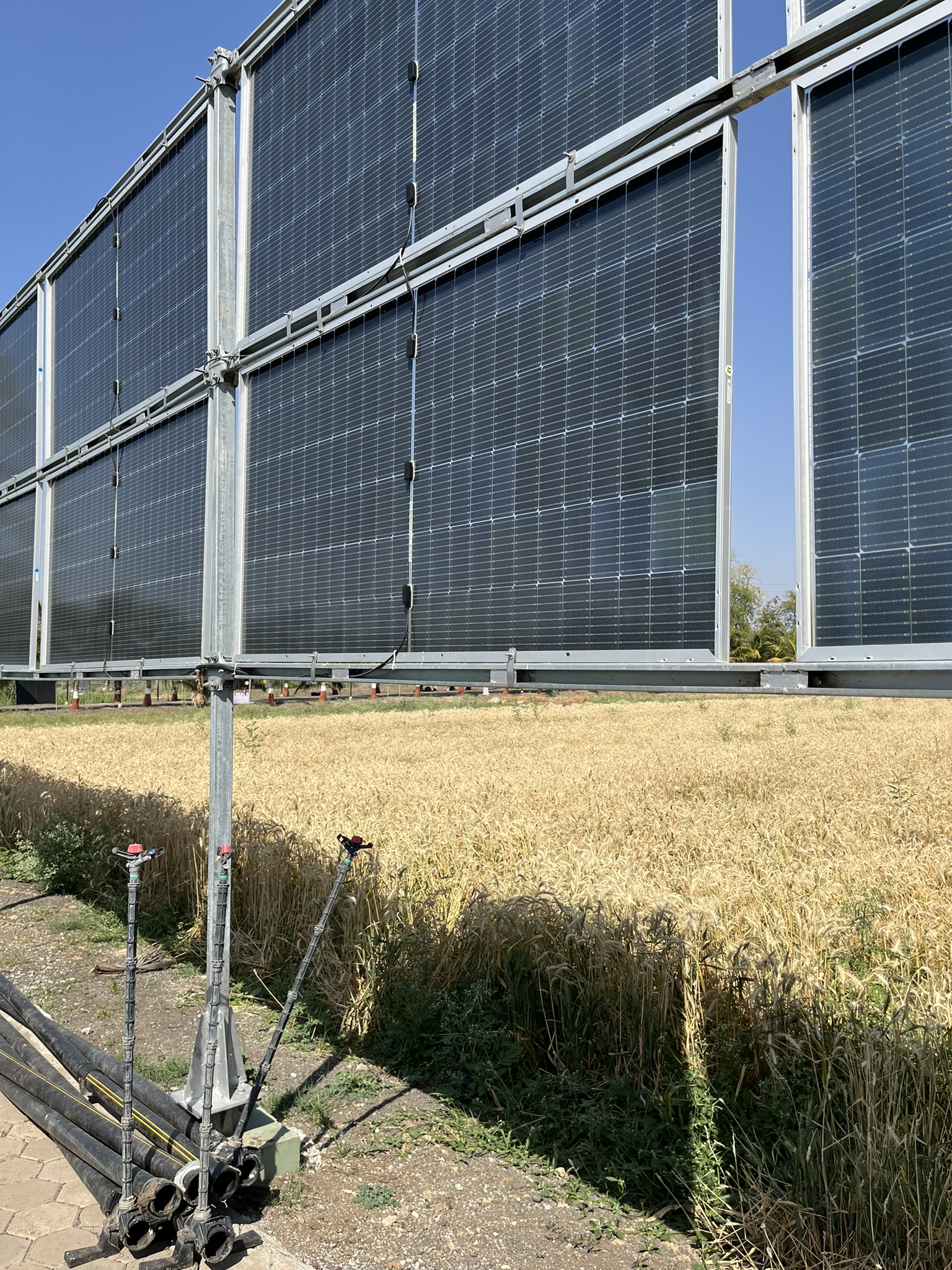 Vertical solar panels next to a wheat field