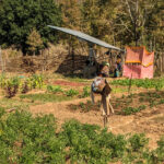 Crops growing on a small piece of land with a scarecrow. In the background, a woman stands beneath solar panels.