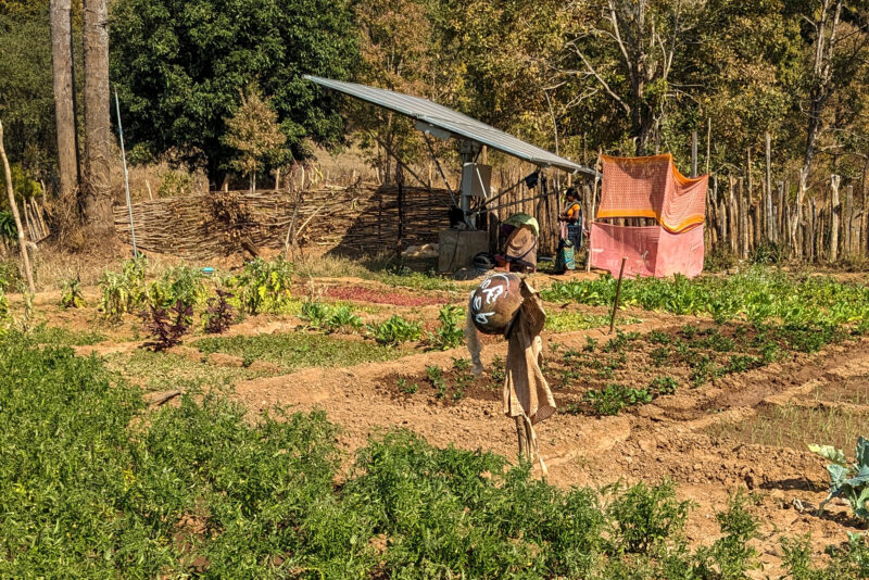 Crops growing on a small piece of land with a scarecrow. In the background, a woman stands beneath solar panels.