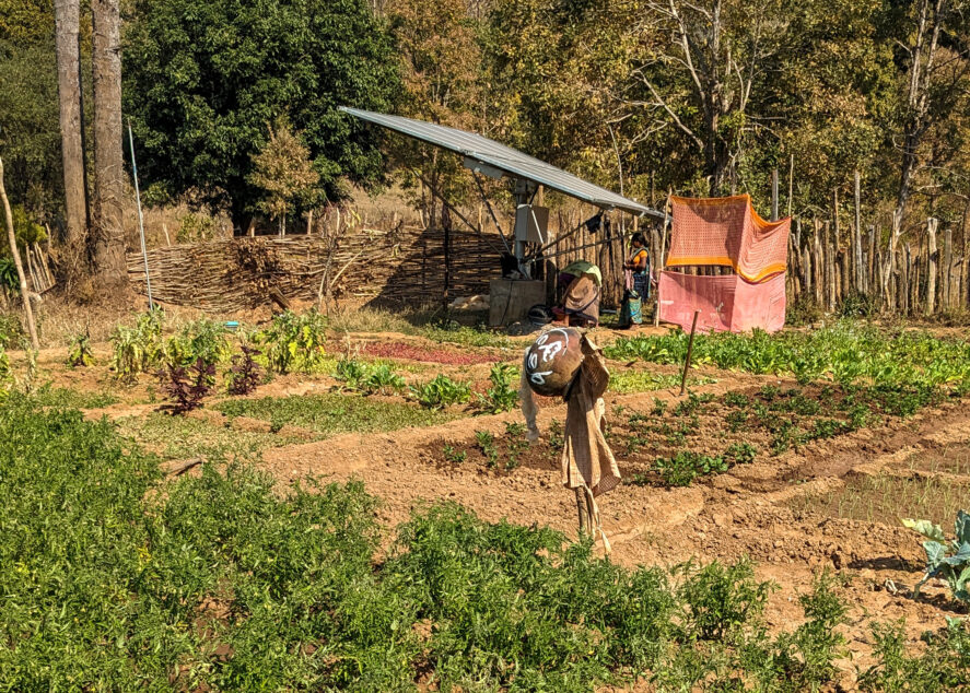 Crops growing on a small piece of land with a scarecrow. In the background, a woman stands beneath solar panels.