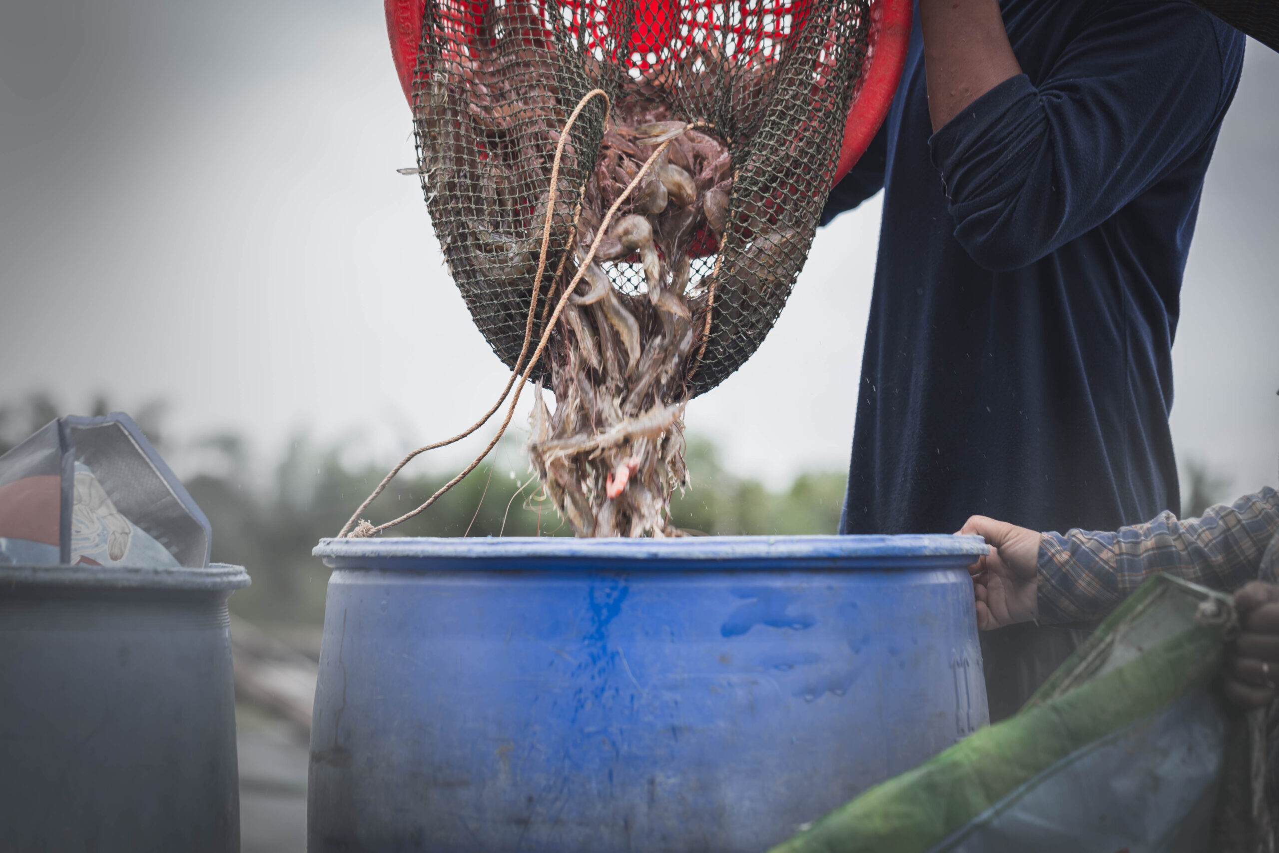 A man dumping shrimp from a net into a blue bucket