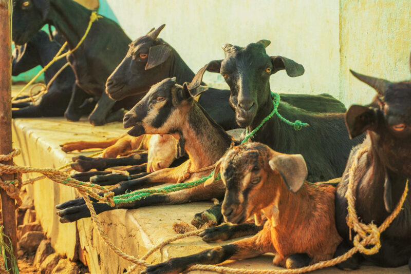 Several goats lying down