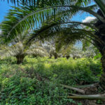 Oil palm trees