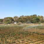 Sprinklers watering crops