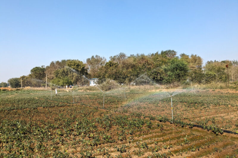 Sprinklers watering crops