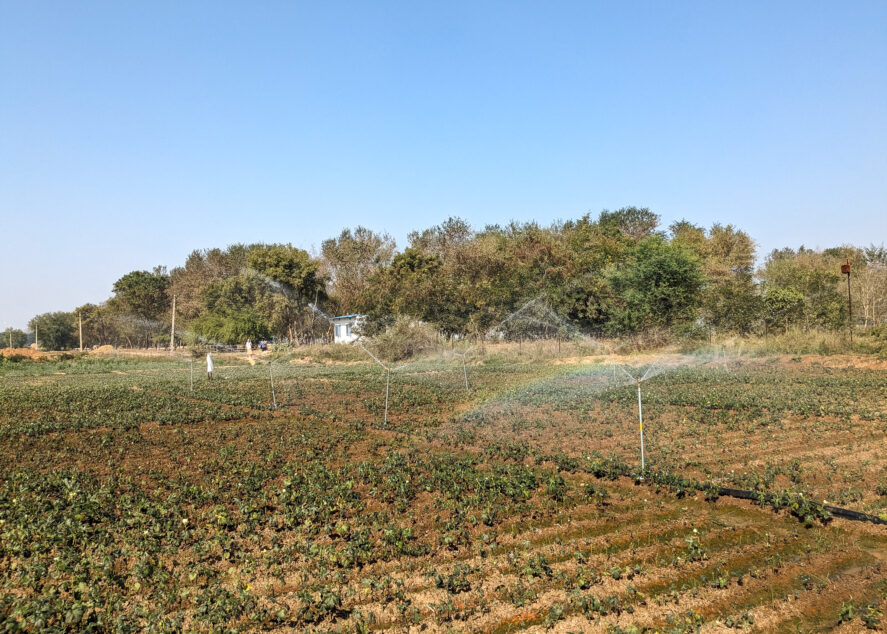 Sprinklers watering crops