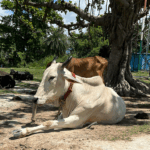 Two cows resting