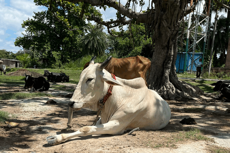 Two cows resting