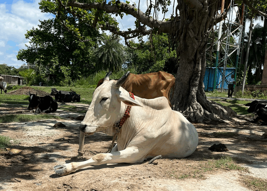 Two cows resting