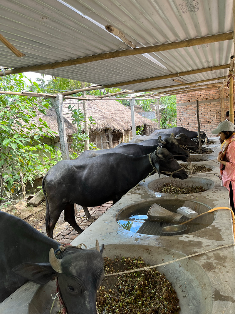 Several cows eating from troughs