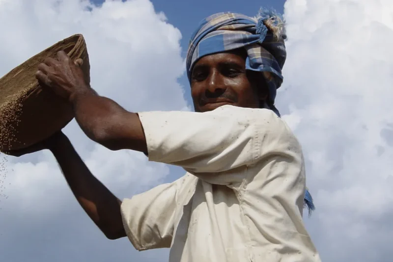 A farmer winnowing millet