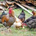 Chickens