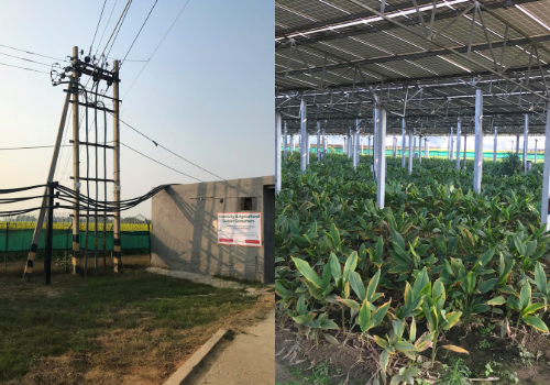Two photos: One showing turmeric growing underneath solar panels, the other showing electrical lines