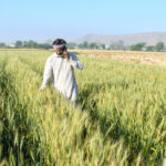 A wheat farmer talking on the phone while looking at his crops