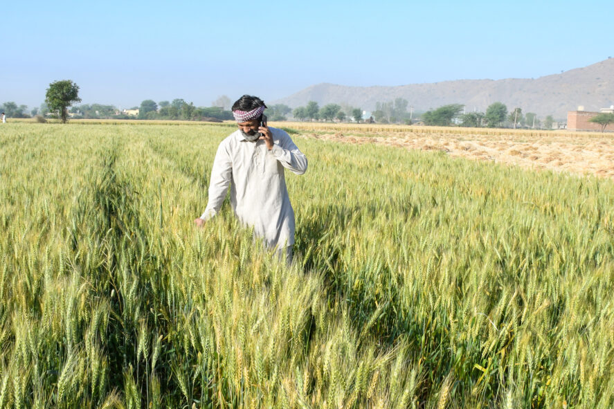 A wheat farmer talking on the phone while looking at his crops
