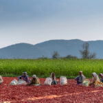 Women farmers sorting chili pepper in a field