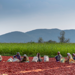 Women farmers sorting chili pepper in a field