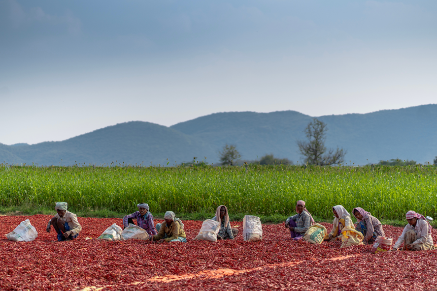 Women farmers sorting chili pepper in a field