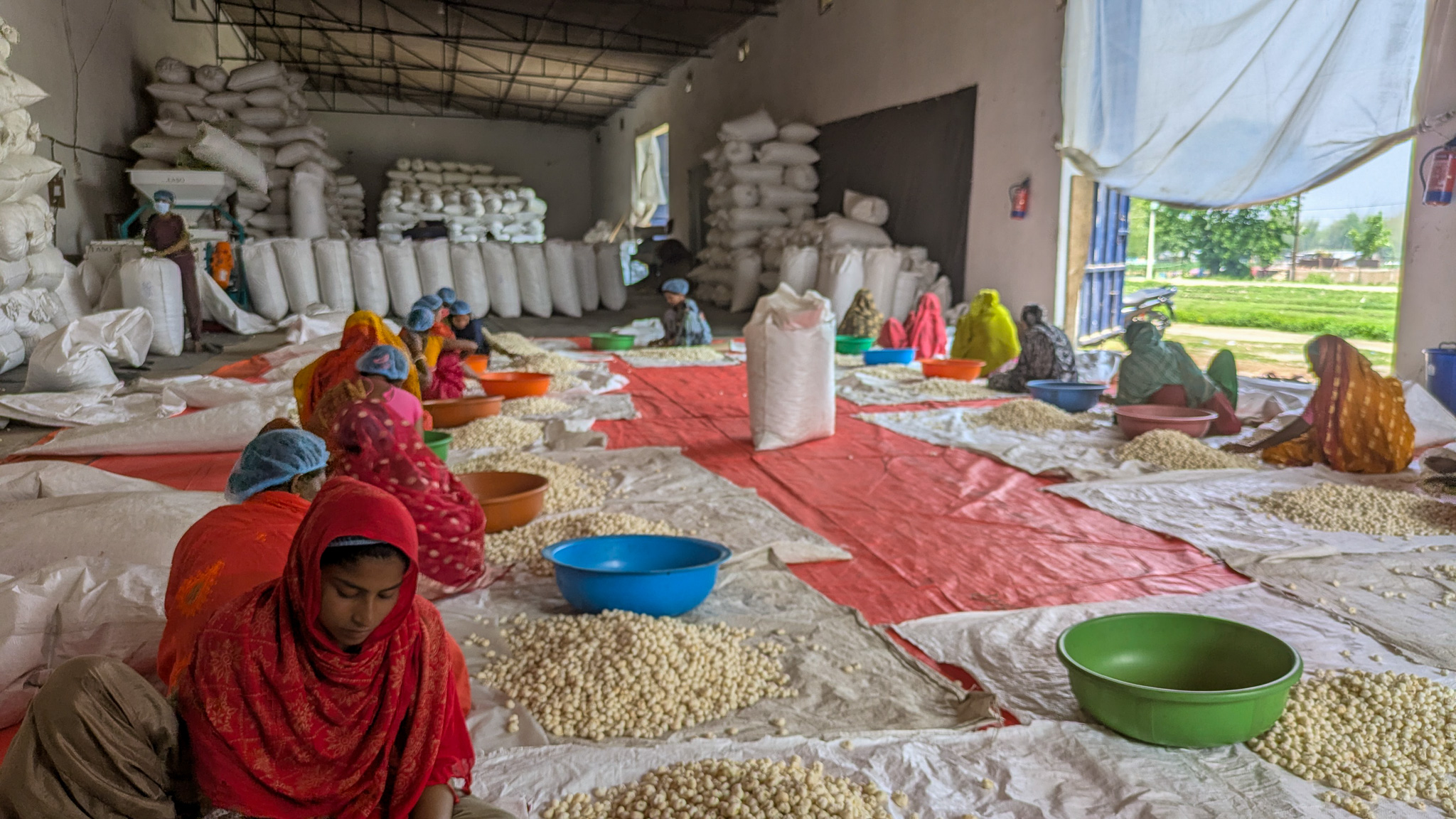 Women cleaning and grading foxnuts