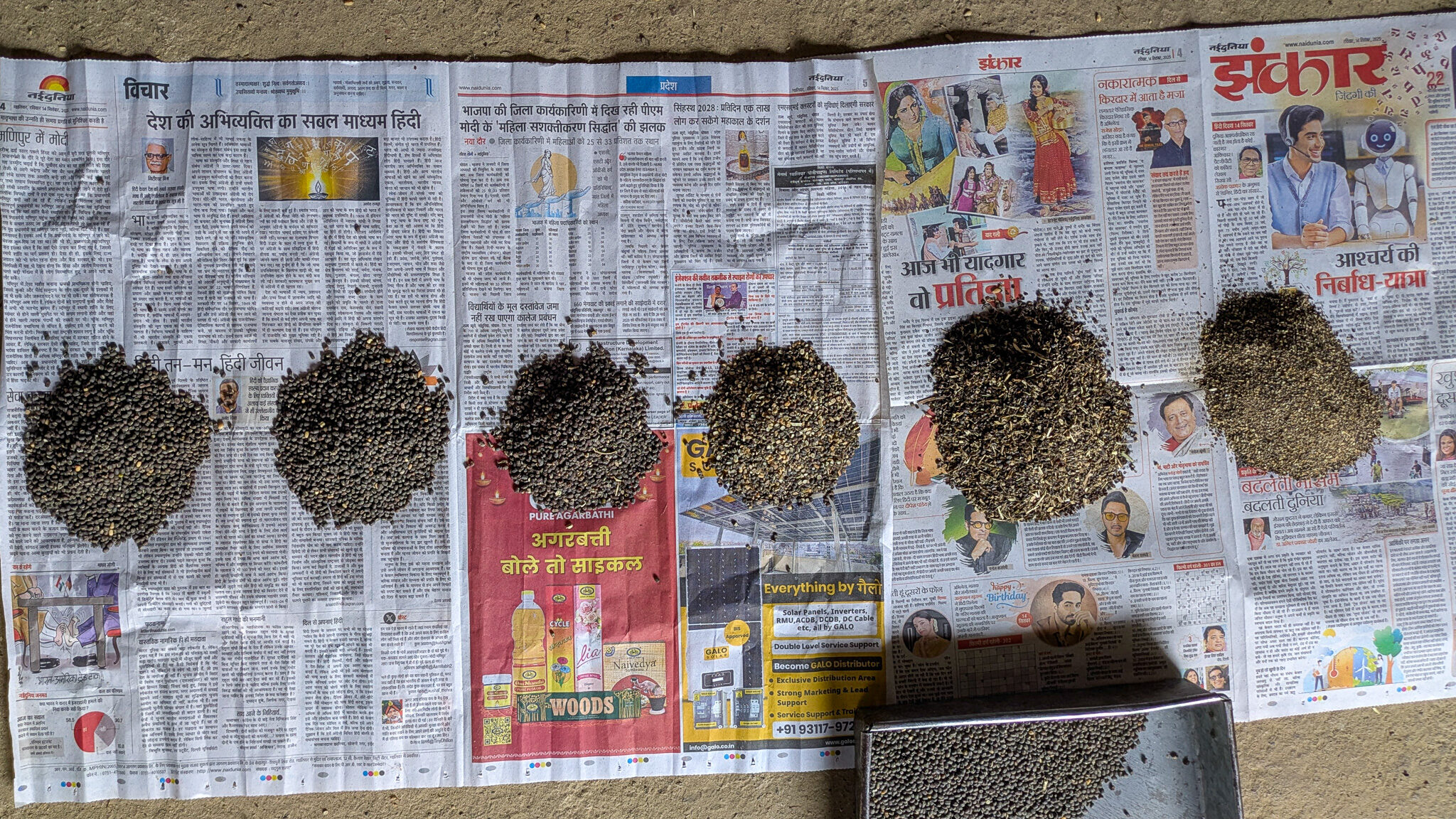 Six piles of differently graded black gram
