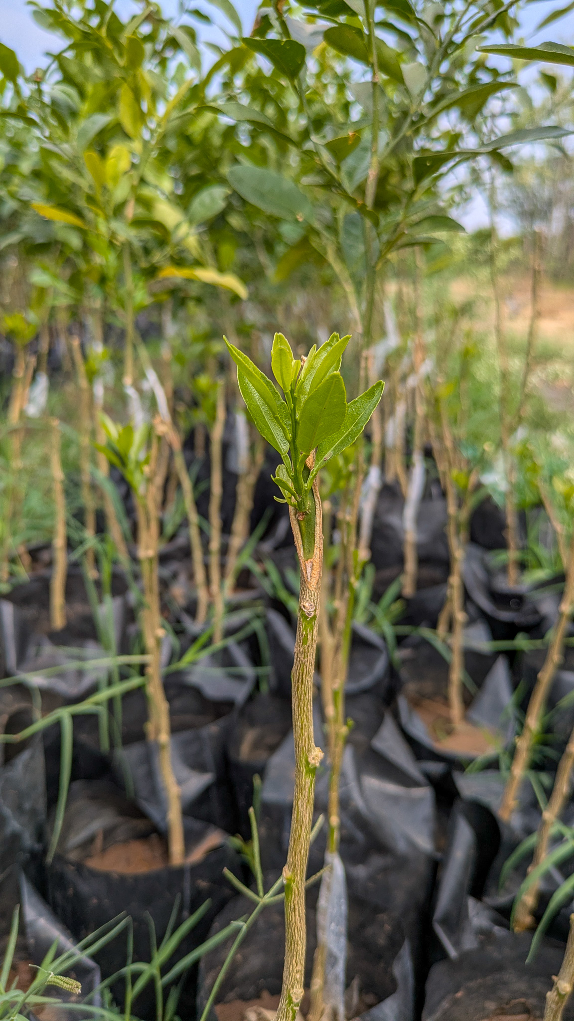 Young orange trees