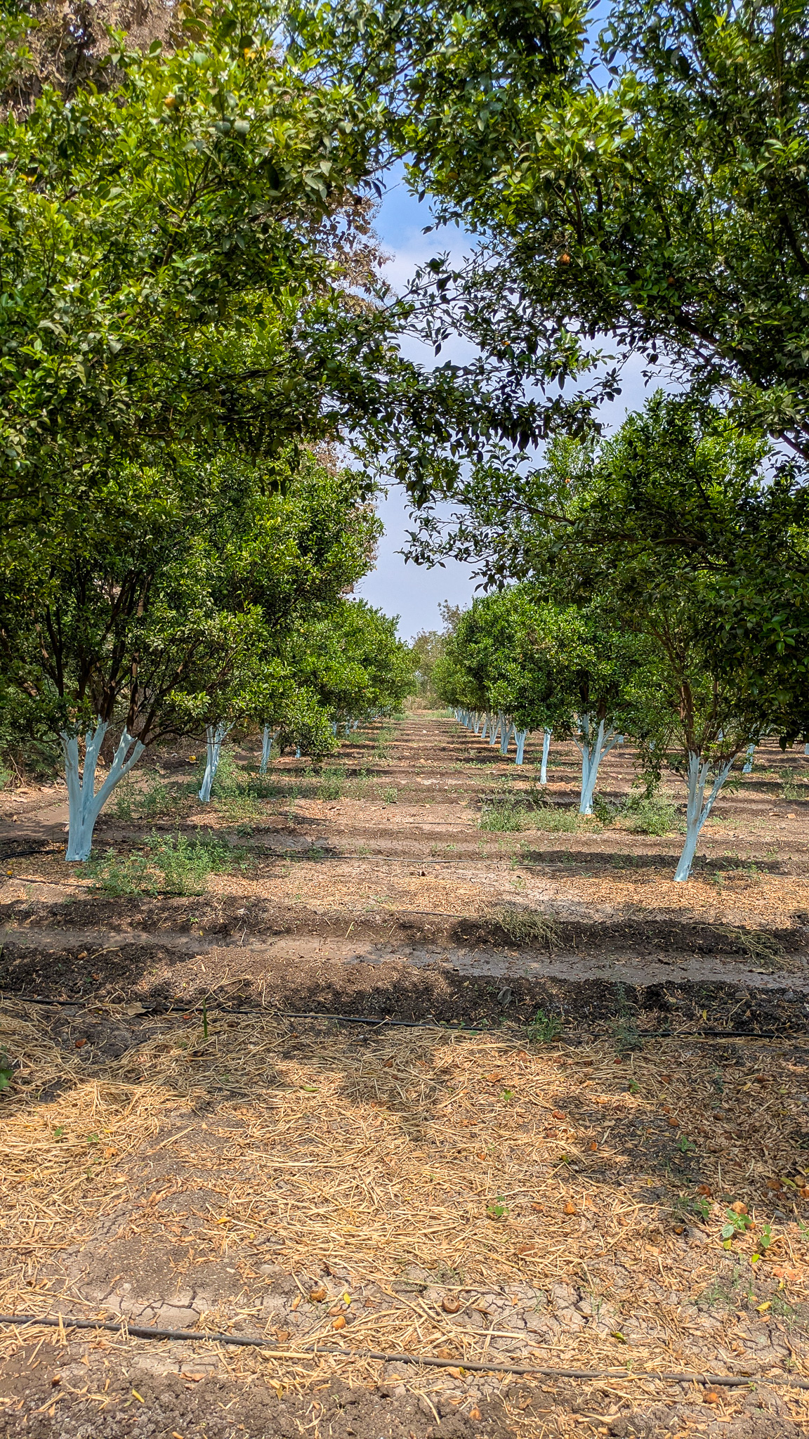Rows of orange trees