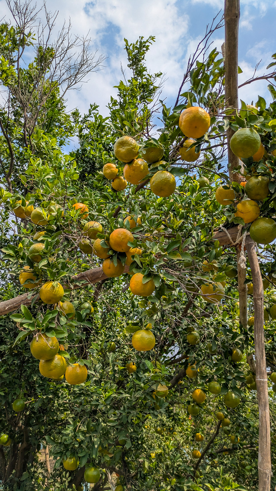 Ripe oranges on trees