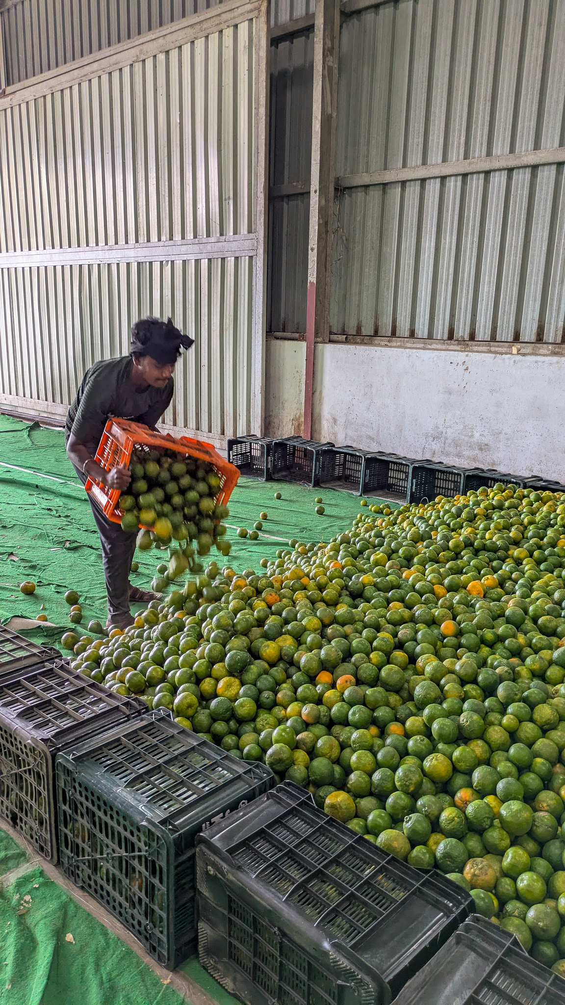 a man emptying a crate of oranges into a pile