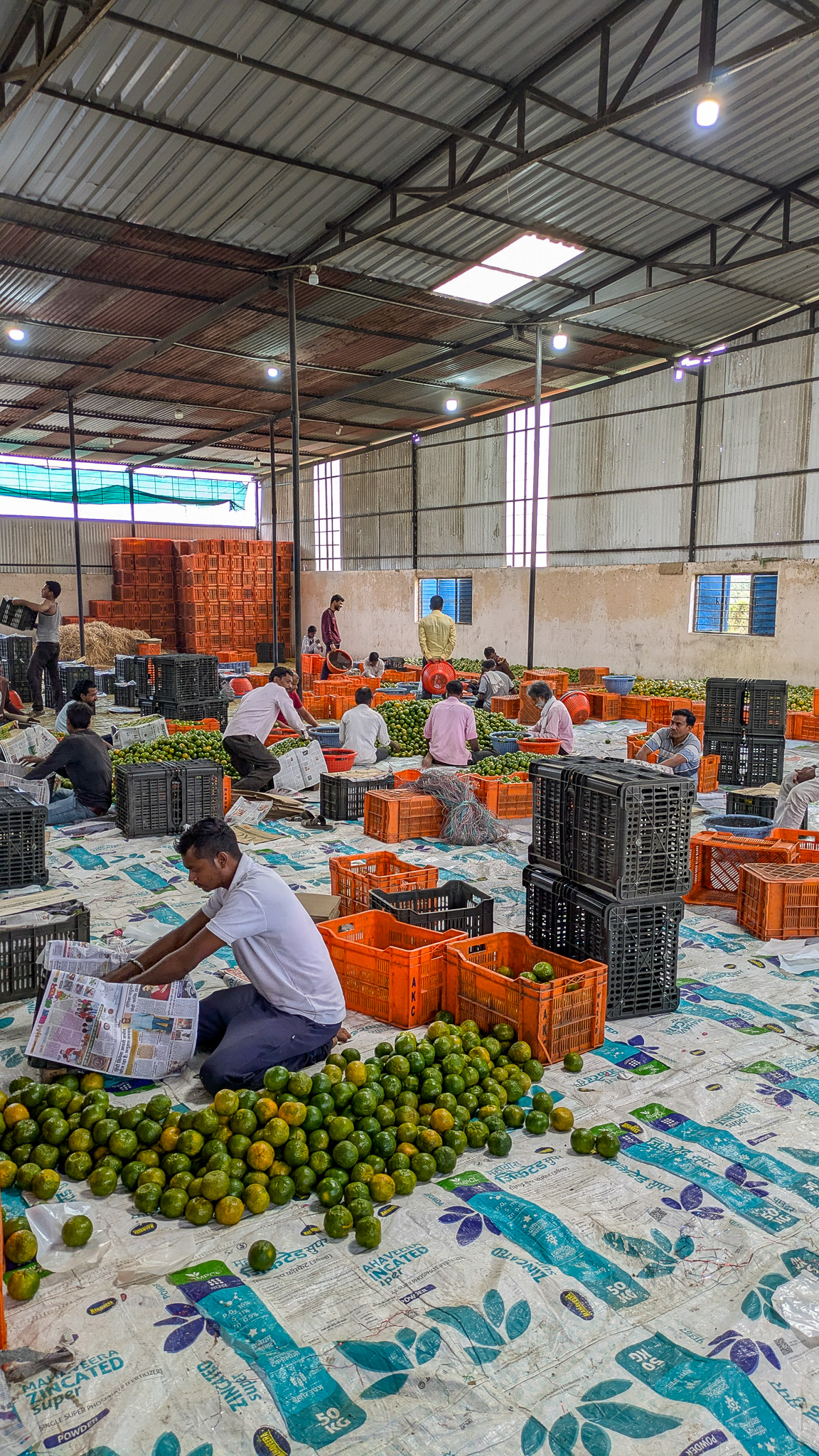 Workers sort oranges in a warehouse