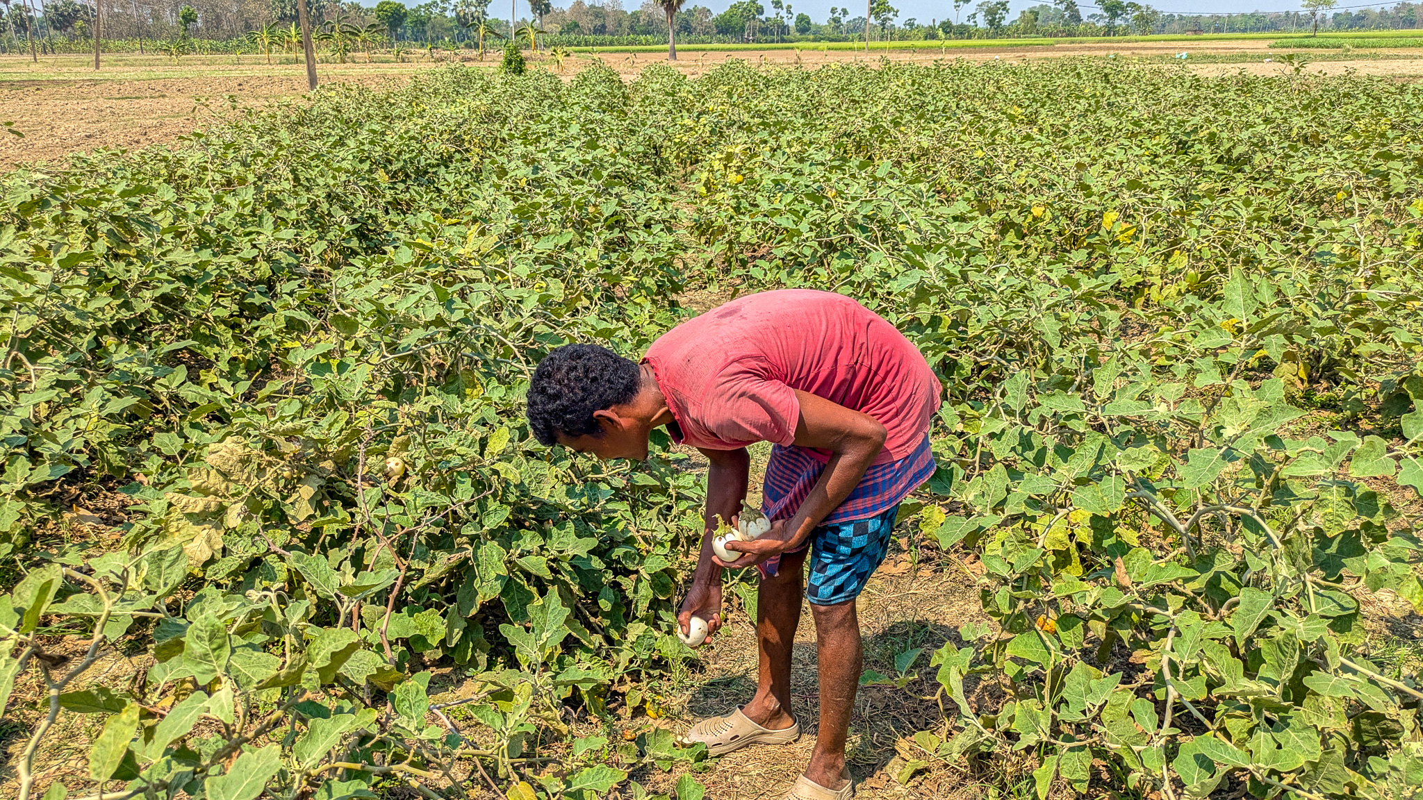 A farmer bends over to harvest eggplant