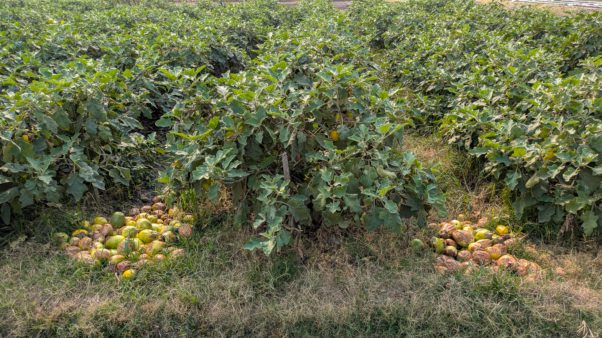 Eggplants left rotting in a field