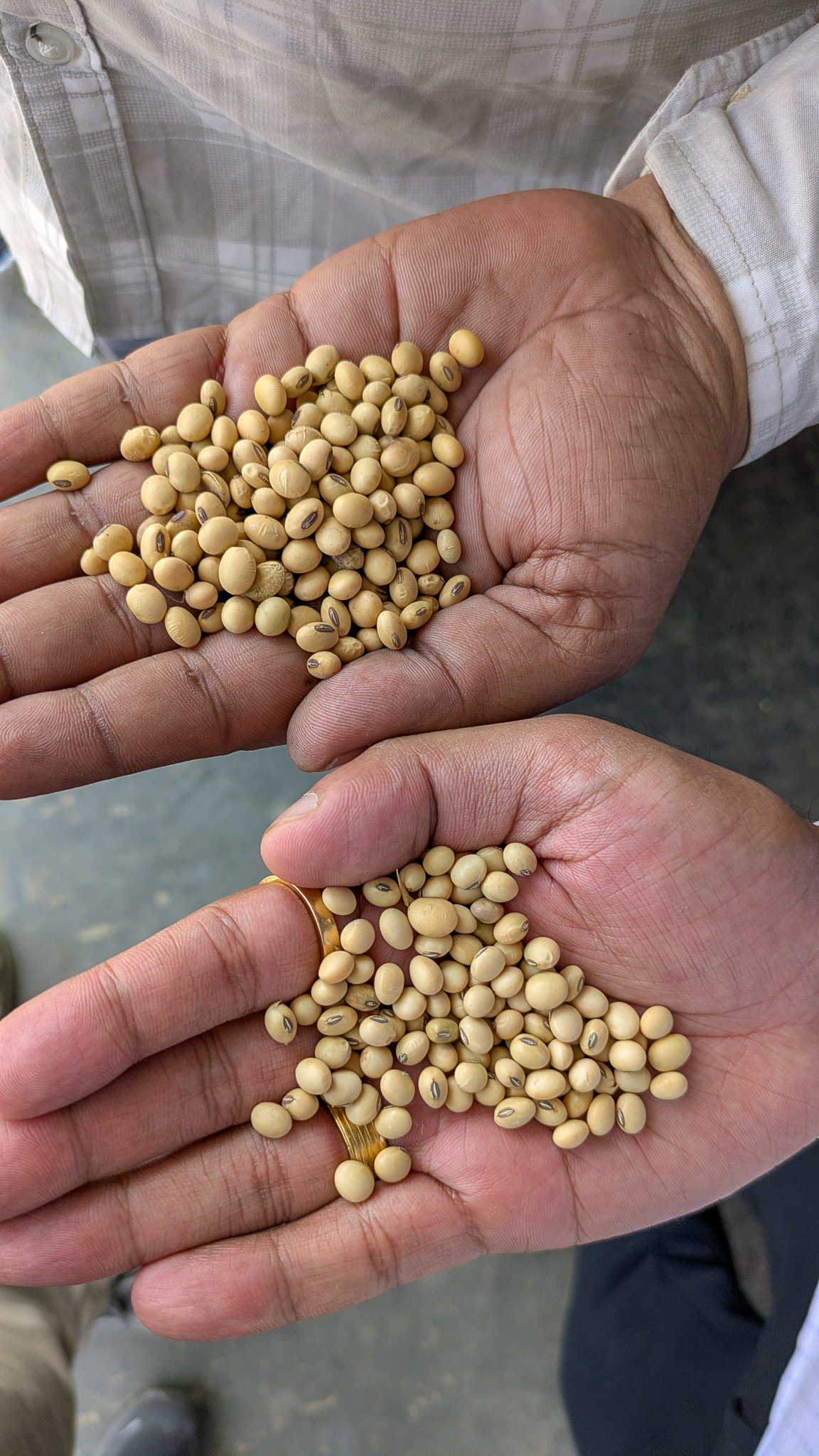 Two hands holding two varieties of soybeans