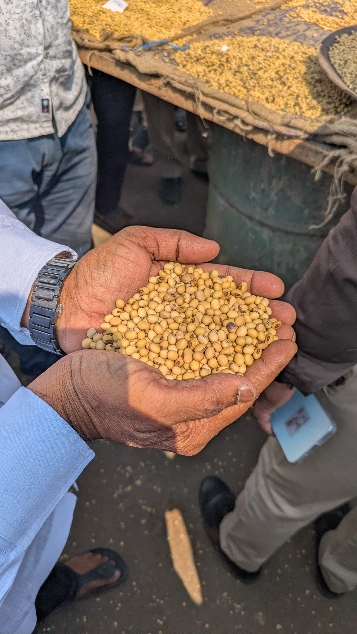 A handful of soybeans