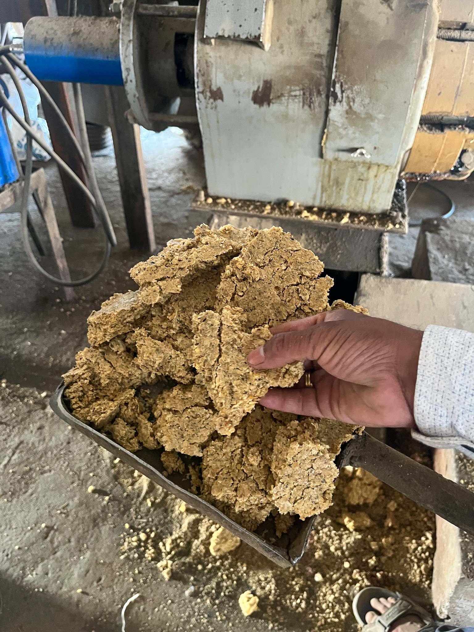 A hand holding soybean oilcake