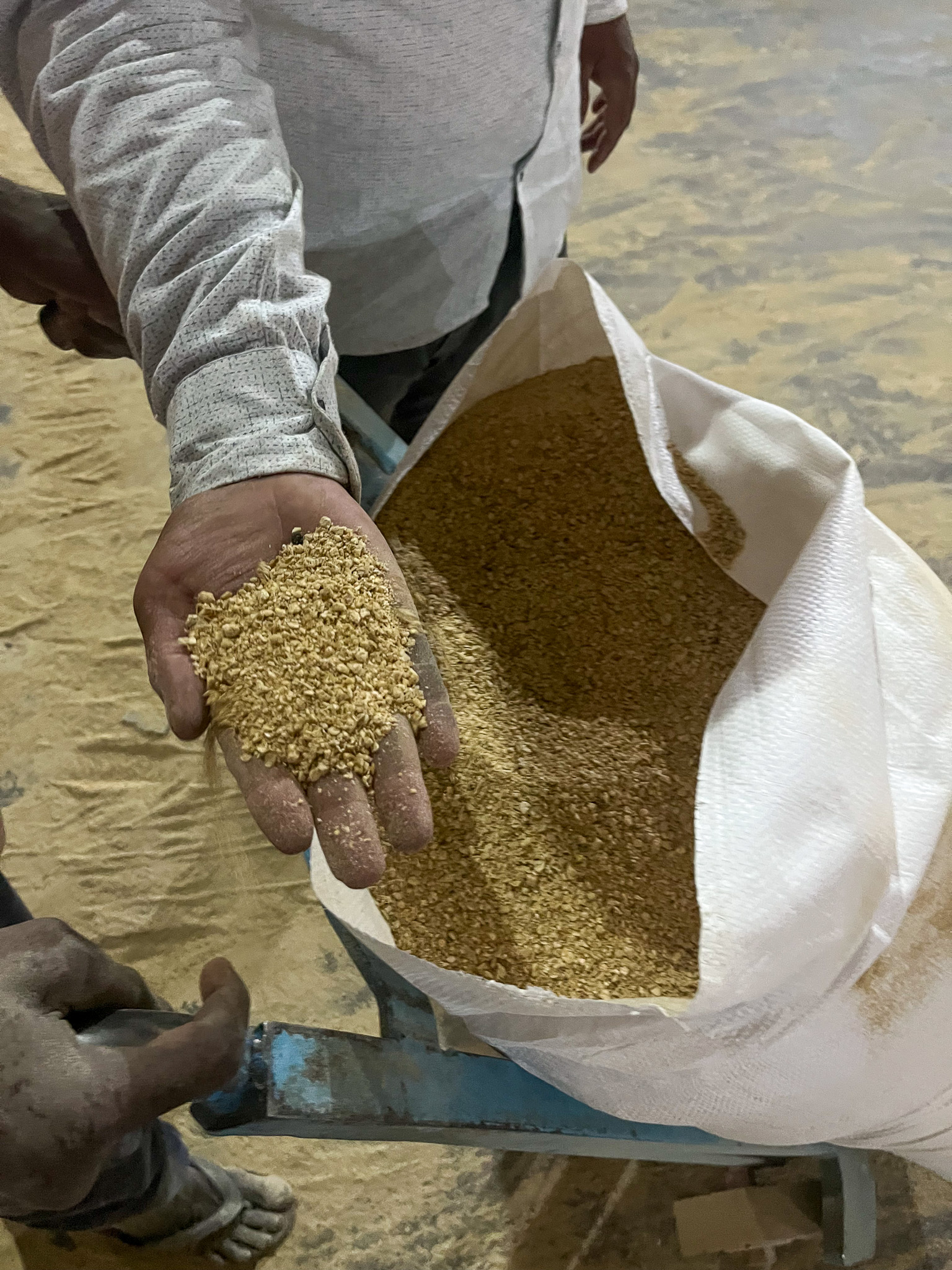 A hand holding de-soiled soybeans