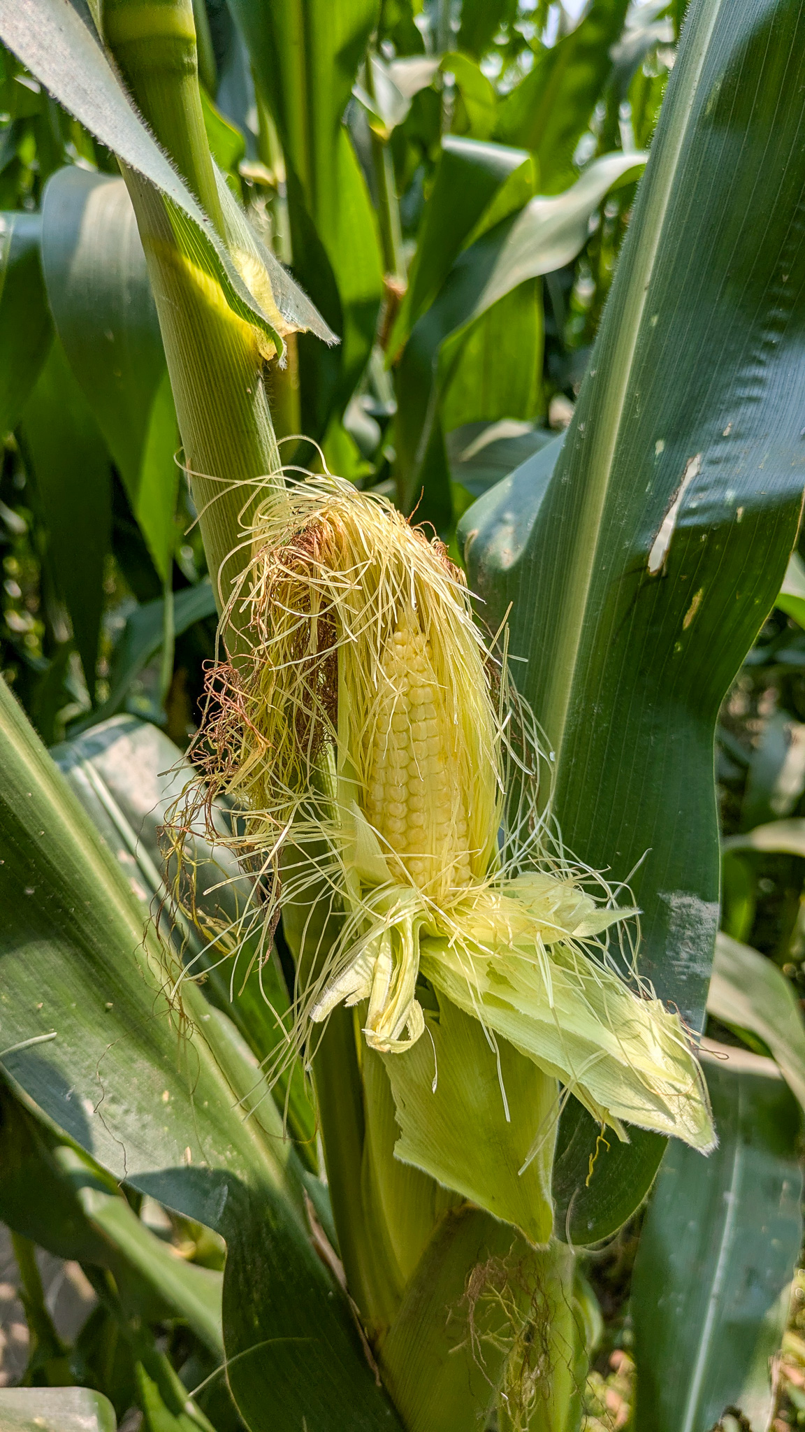 An ear of corn 