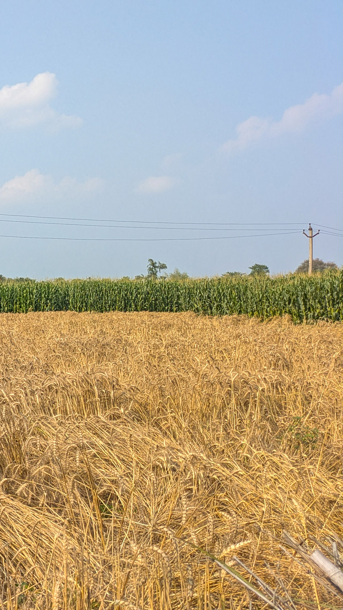 A field of wheat 