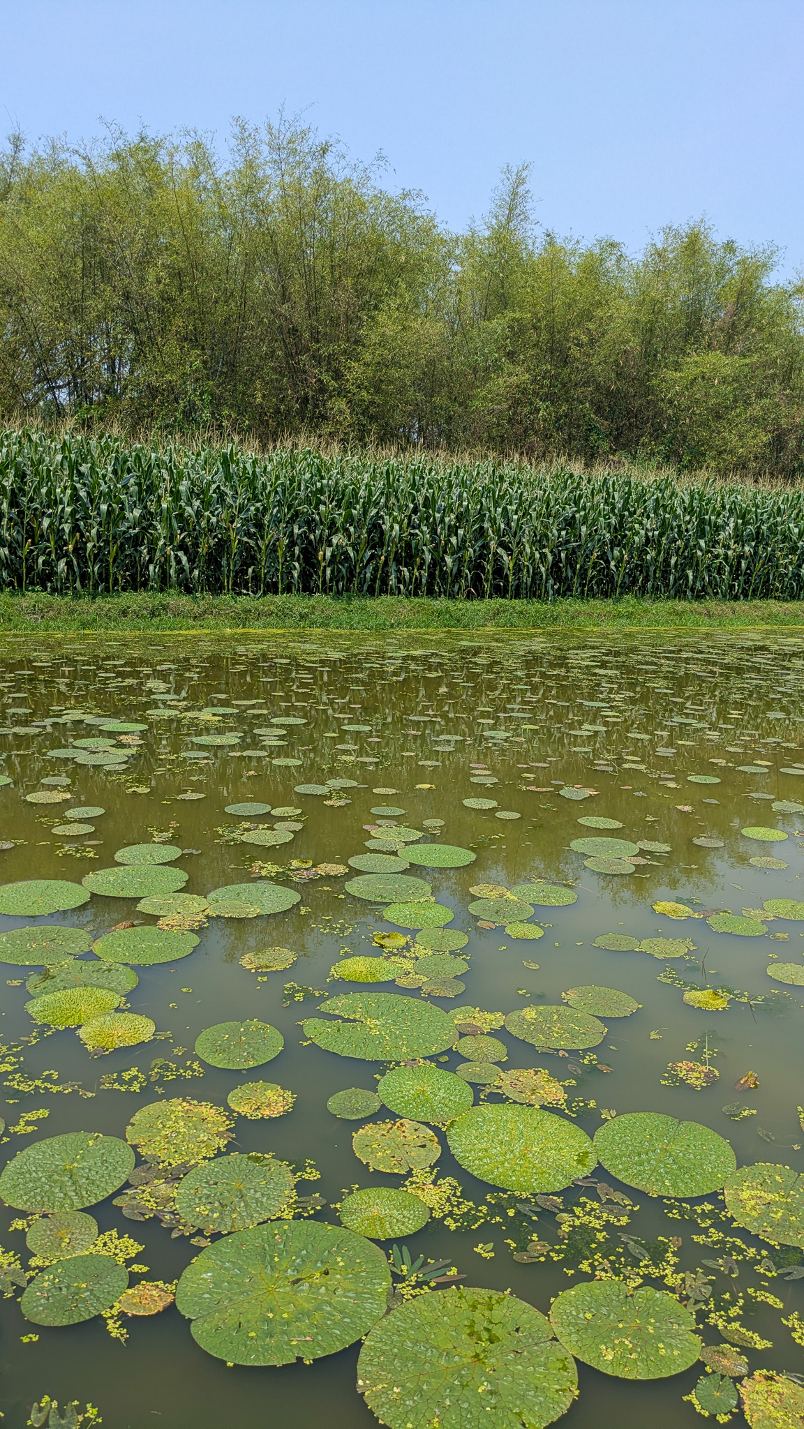 Foxnut growing next to a pond