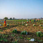 Women harvesting radishes
