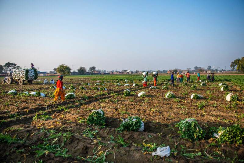 Women harvesting radishes