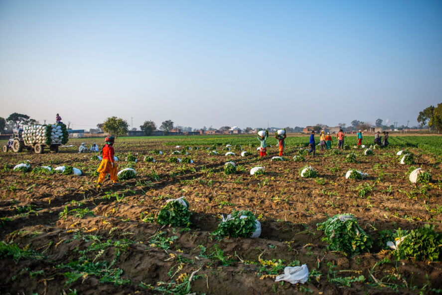 Women harvesting radishes