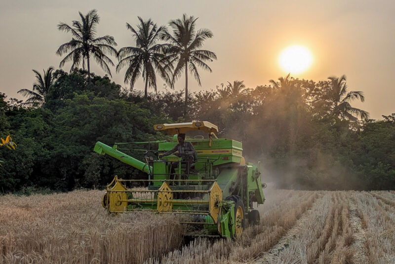 A mechanized harvester harvesting wheat with the sun setting in the background