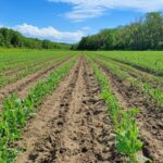 Rows of green plants planted without tilling the soil.