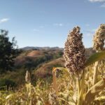 Sorghum growing with hills in the background