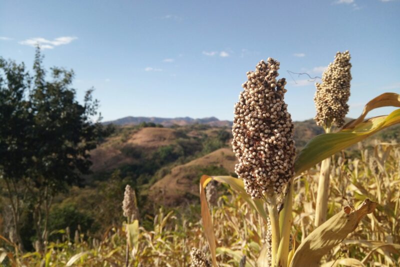 Sorghum growing with hills in the background