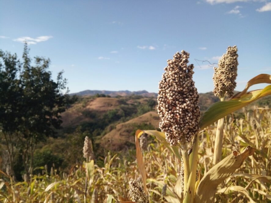 Sorghum growing with hills in the background