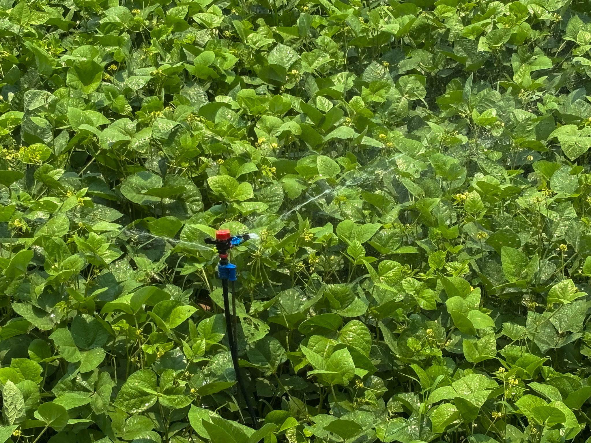A sprinkler watering green, leafy plants