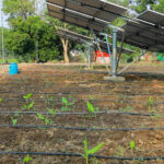 Seedlings growing underneath an array of solar panels on a farm.